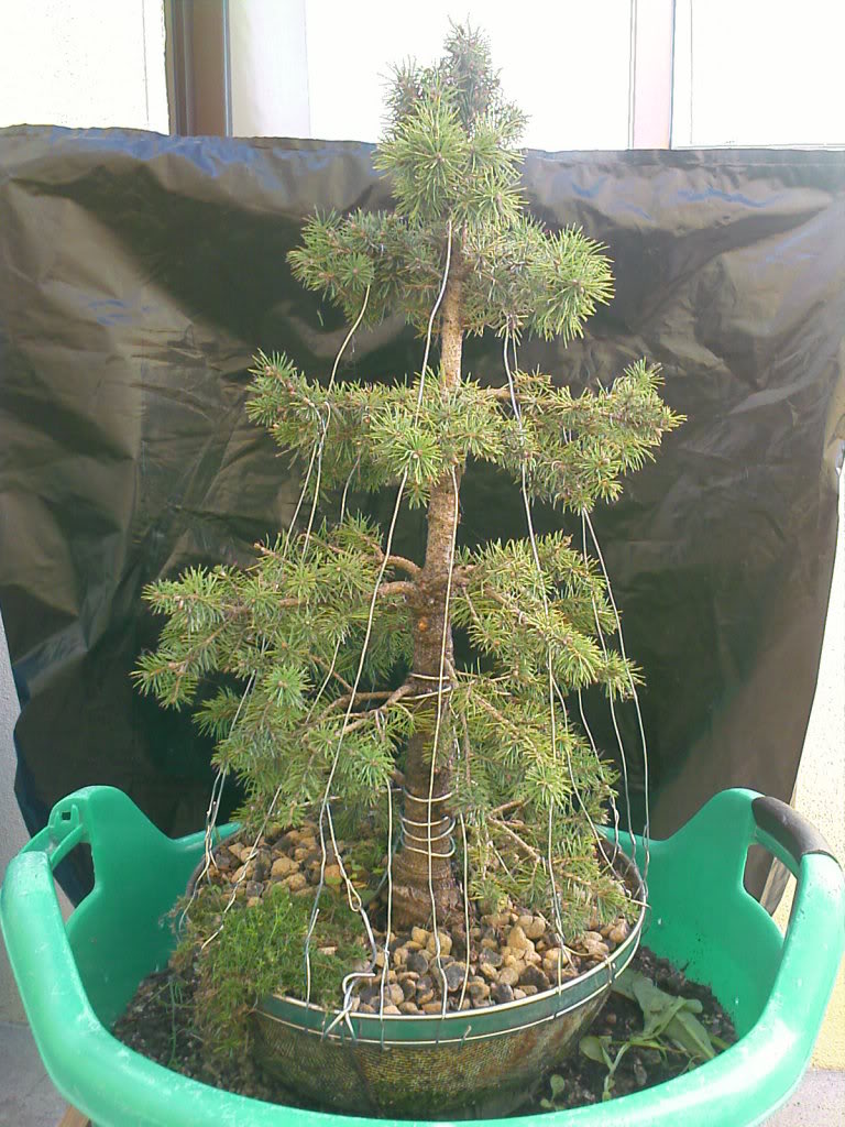 Picea sp. - needing advise IMAGE_007