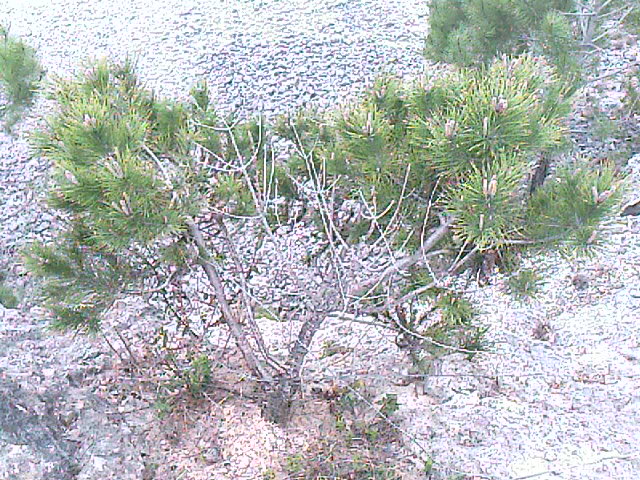Pinus: is this one suitable for a bonsai yamadori?? IMAGE_527