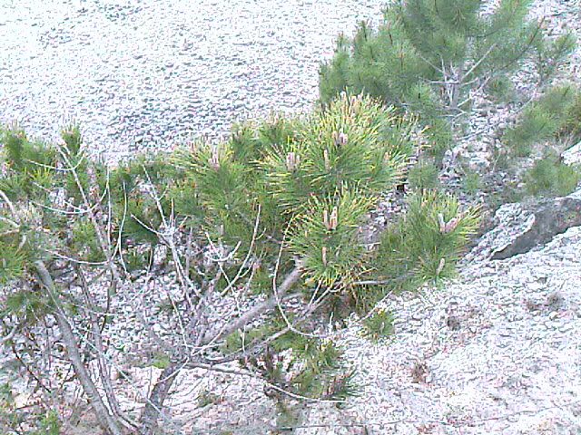 Pinus: is this one suitable for a bonsai yamadori?? IMAGE_529