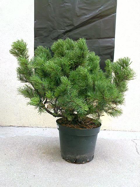 Pinus mugo Foto1