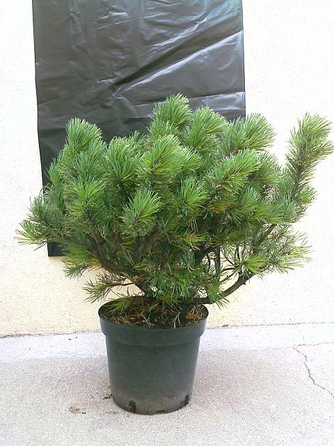 Pinus mugo Foto2