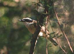 FAUNA NATIVA DEL URUGUAY Ave1