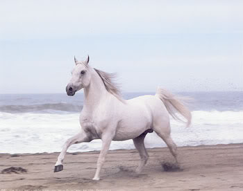 Konji na plai White-Horse-on-Beach