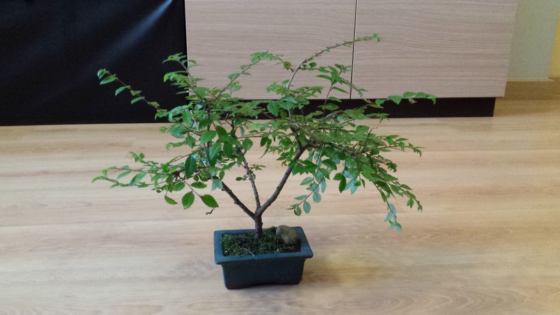 Ayuda con este bonsai 20160612_154021_zpstnwcv4dj