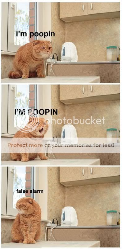 That Funny Cat - Page 2 Poopin