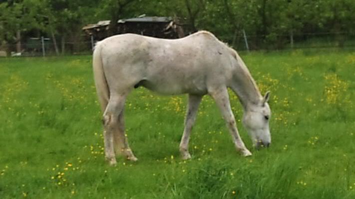 VERMISST: Trakehner-Stute Casandra - BITTE HELFT! Archi2010