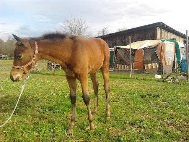 VERMISST: Trakehner-Stute Casandra - BITTE HELFT! Beauty2011