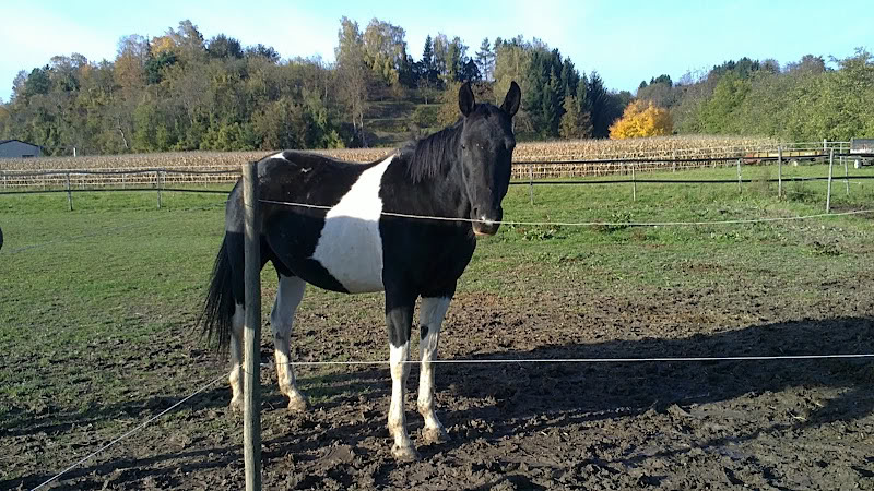 VERMISST: Trakehner-Stute Casandra - BITTE HELFT! Casandra2010