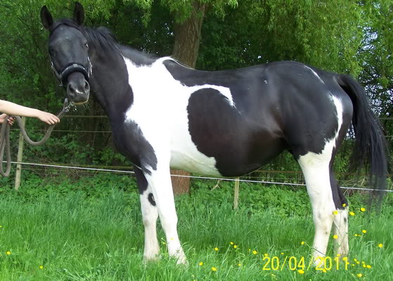 VERMISST: Trakehner-Stute Casandra - BITTE HELFT! Casandra2011