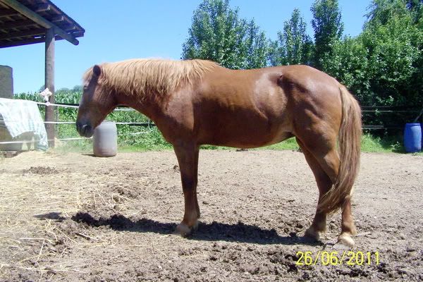 VERMISST: Trakehner-Stute Casandra - BITTE HELFT! Daisy