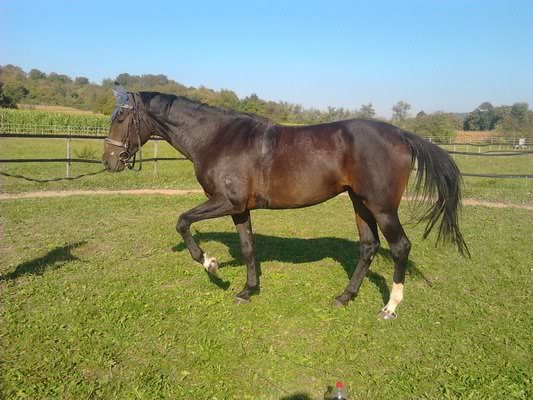 VERMISST: Trakehner-Stute Casandra - BITTE HELFT! LysandraP