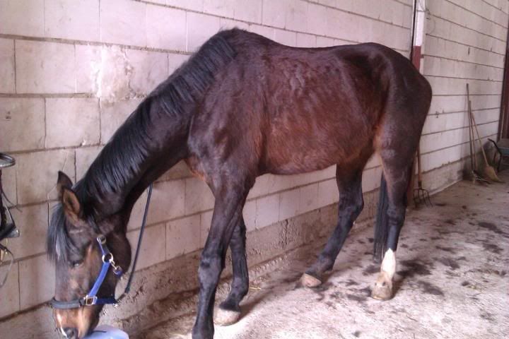 VERMISST: Trakehner-Stute Casandra - BITTE HELFT! LysandraP2012