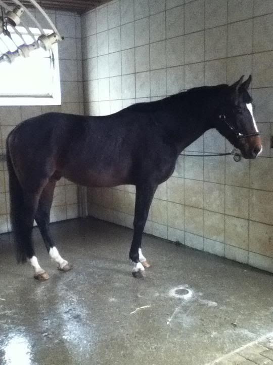 VERMISST: Trakehner-Stute Casandra - BITTE HELFT! Mozart2012