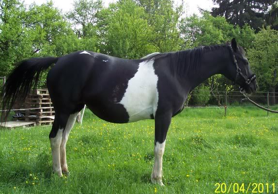 VERMISST: Trakehner-Stute Casandra - BITTE HELFT! Cassandra2