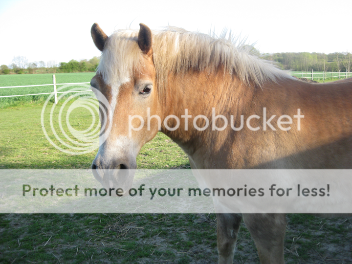 Spike und Hannibal ~ Fotobox 2012 N1