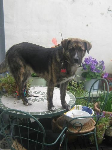 NELSON - AFFECTIONATE 10 MONTH OLD COLLIE X SHEPHERD/ LAB BOY  (Lea Valley dog rescue) Nelson_zps3ade1c2a