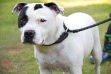 Roland - handsome Staffie (Animal Helpline) Roland_zpsc01656f7