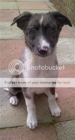 Skye = Blue Merle Borer Collie puppy (Pups Needing Homes) Skye_zpsc403c64f