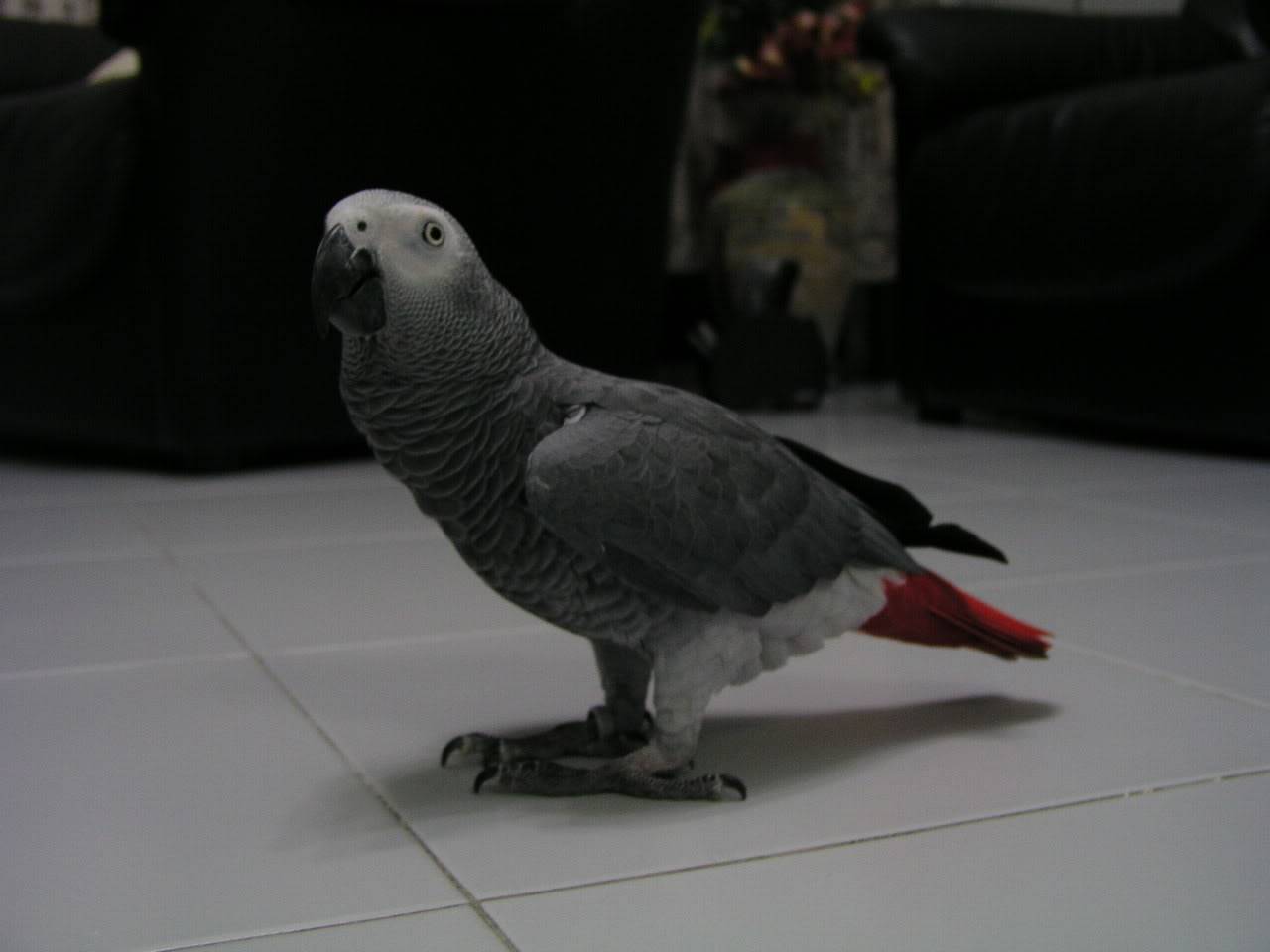 Macaw Parrots 3400bddc