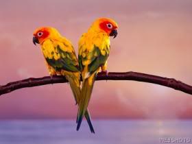 Macaw Parrots 41119_wallpaper280