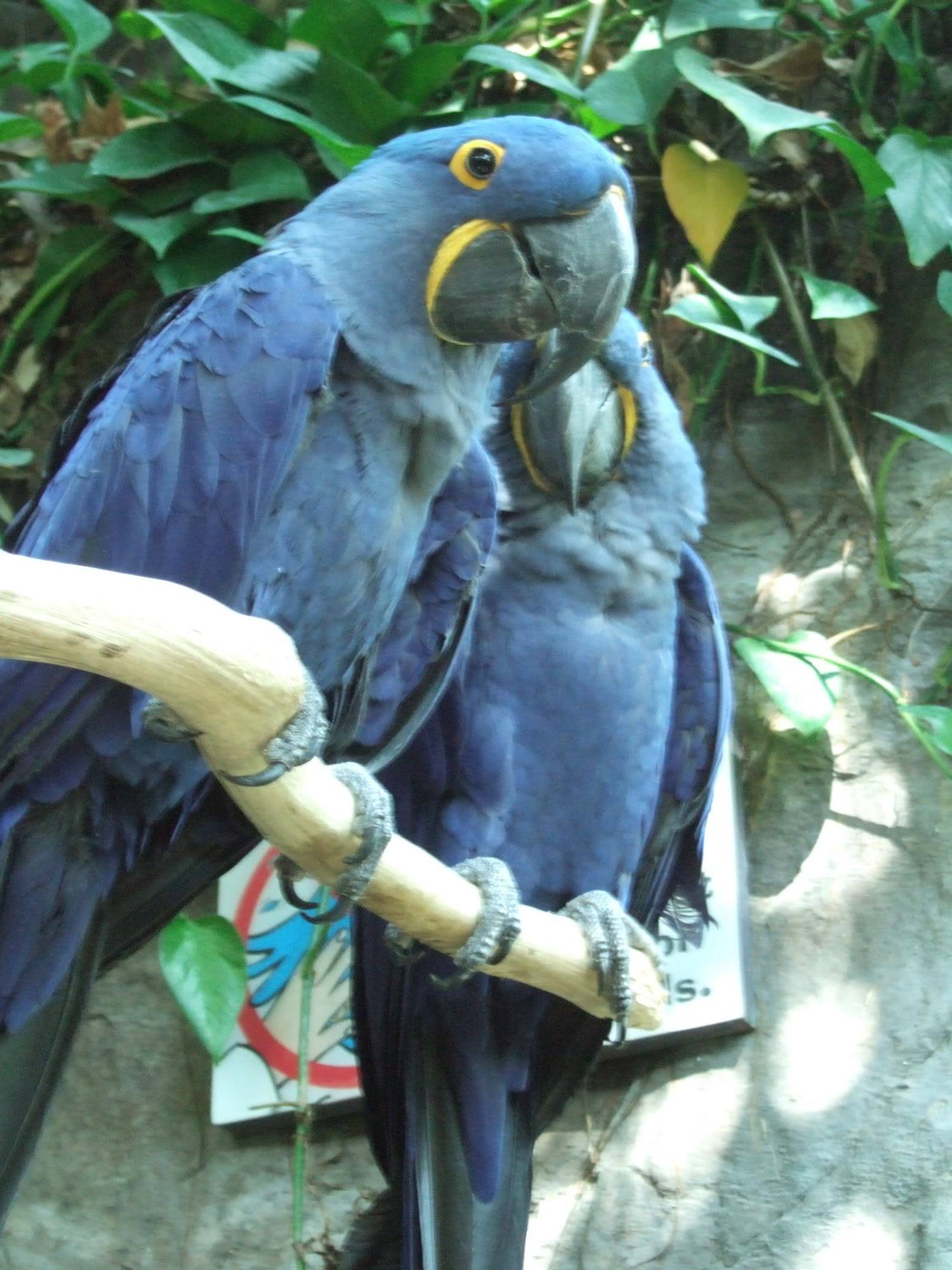 Macaw Parrots 6aa4-1