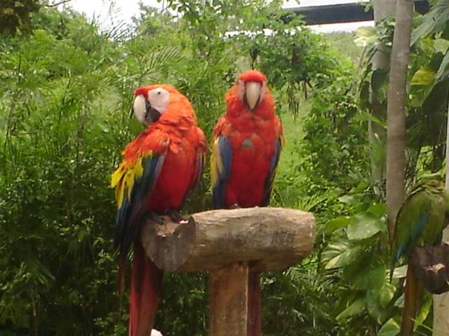 Macaw Parrots DSC01055