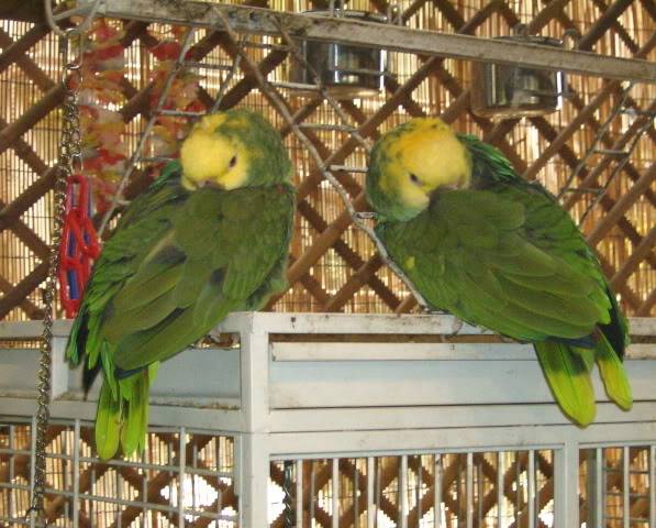 Macaw Parrots HPIM0251