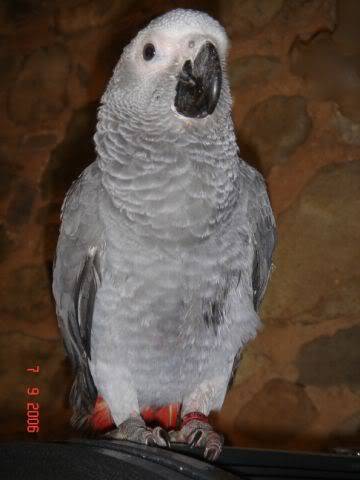 Macaw Parrots Toby1