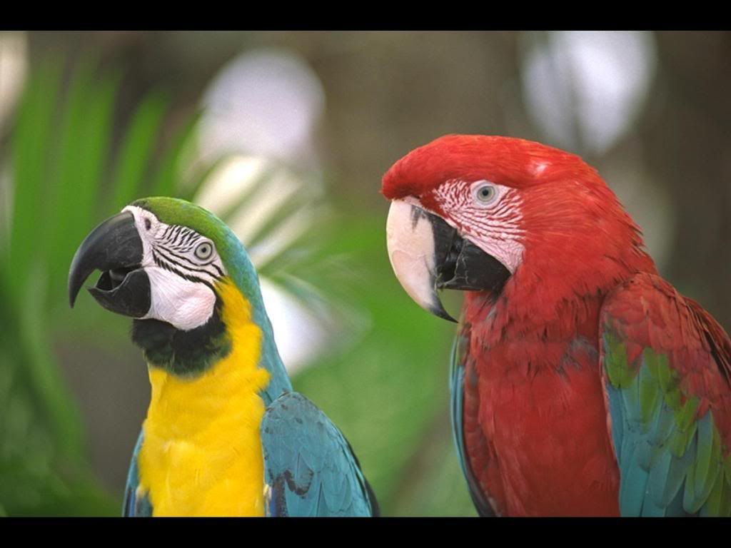Macaw Parrots Db88