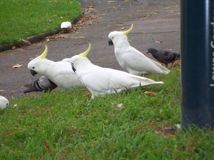 Macaw Parrots Lindsay015