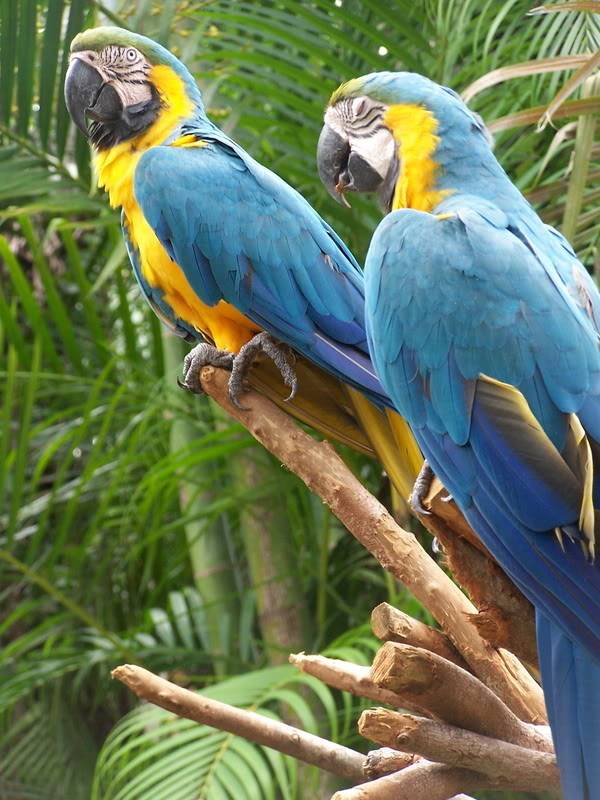 Macaw Parrots Parrots2
