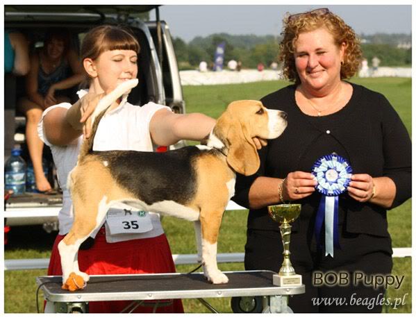 Priprema psa za izlozbu Sopot-dog-show2010_saturday_barbie-girl_01