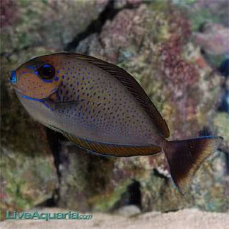 Vanuatu Vlamingi Tang VanuatuVlamingiiTang