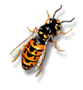 Bijen - Animaties 1xx444444