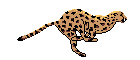 Cheeta - Animaties CHEETA