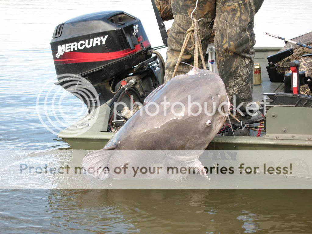 100# plus catfish caught on rod and reel Dec. 2007 IMG_1823