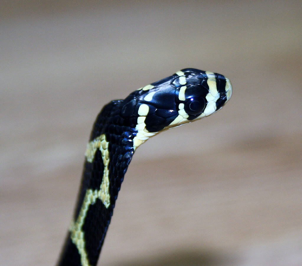 Ophiophagus hannah (Chinese banded) CB 2010 032-3