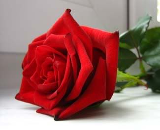 لــغــة الورد Red_rose