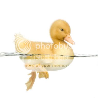 Ảnh của 3 siêu mẫu thế giới hot hot đây !!!! Theme_duckling