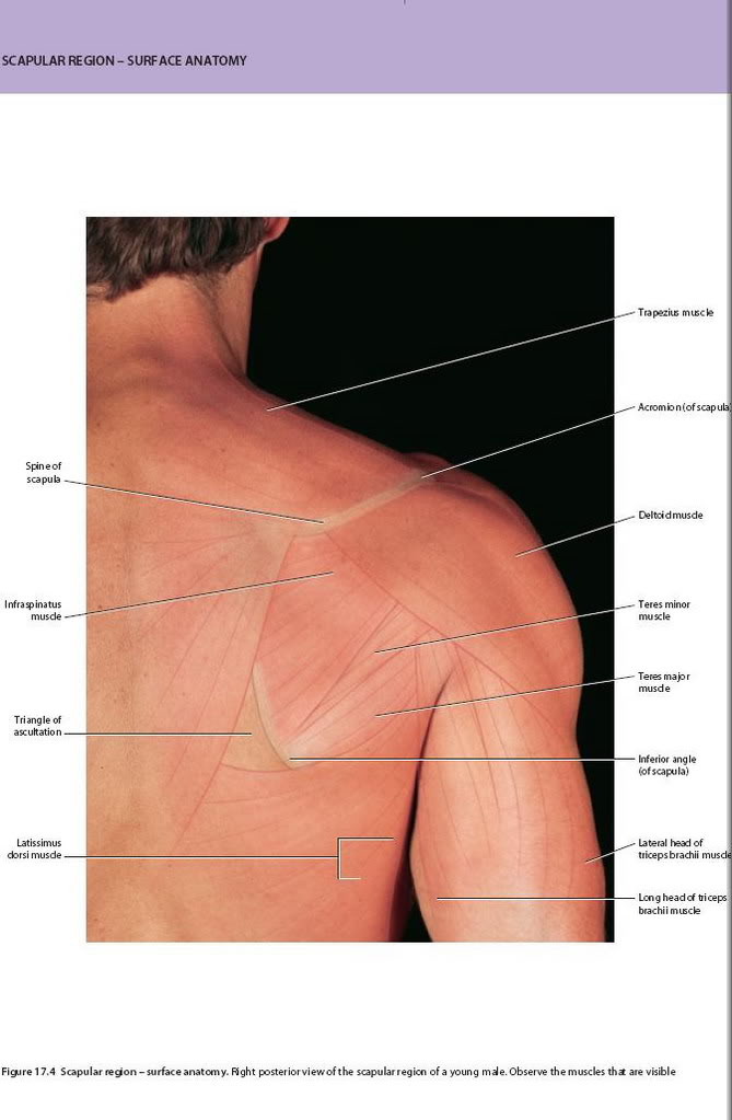 Surface Anatomy- Scapular region Scapularregion