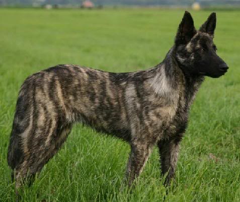 ~Royalty Protection Progrmam~ What? You've seen me before? You don't know me. HollandDutchShepherd