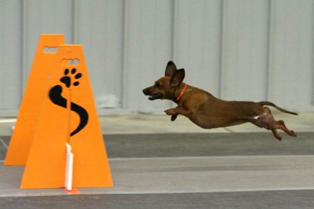 Flyball: Peaches, the #1 Flyball Dachshund in the country. PeachesAmanaJun082