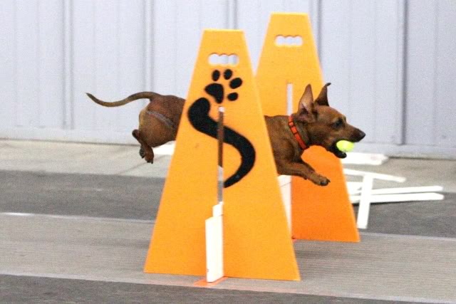 Flyball: Peaches, the #1 Flyball Dachshund in the country. PeachesAmanaJun084