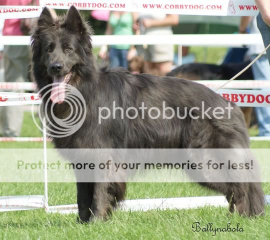 Few pics from Long eaton walcss show Buddy4C