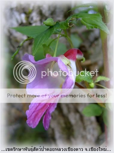 A Parrot Flower 1