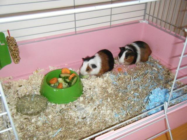 My guinea pigs!! PICS DSCF1389