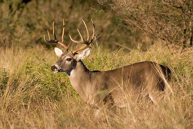 White tail deer pick and play White-tail-deer