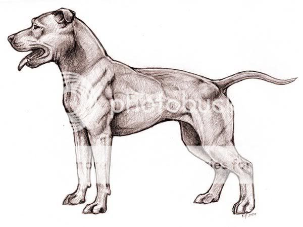 APBT..Martys "lil bit" Drawing-of-Lilbit