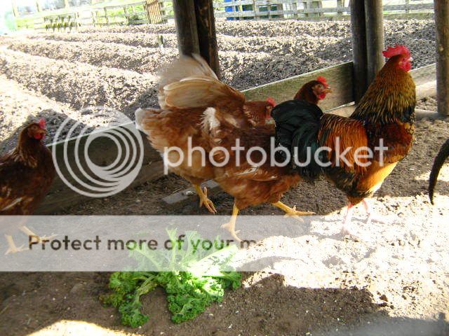 nieuwe kippen en haan IMG_0815