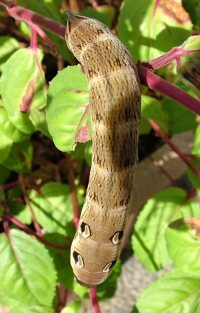 Uggg Caterpillar2